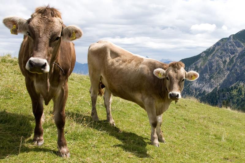 Ehrentag der Kuh 2019